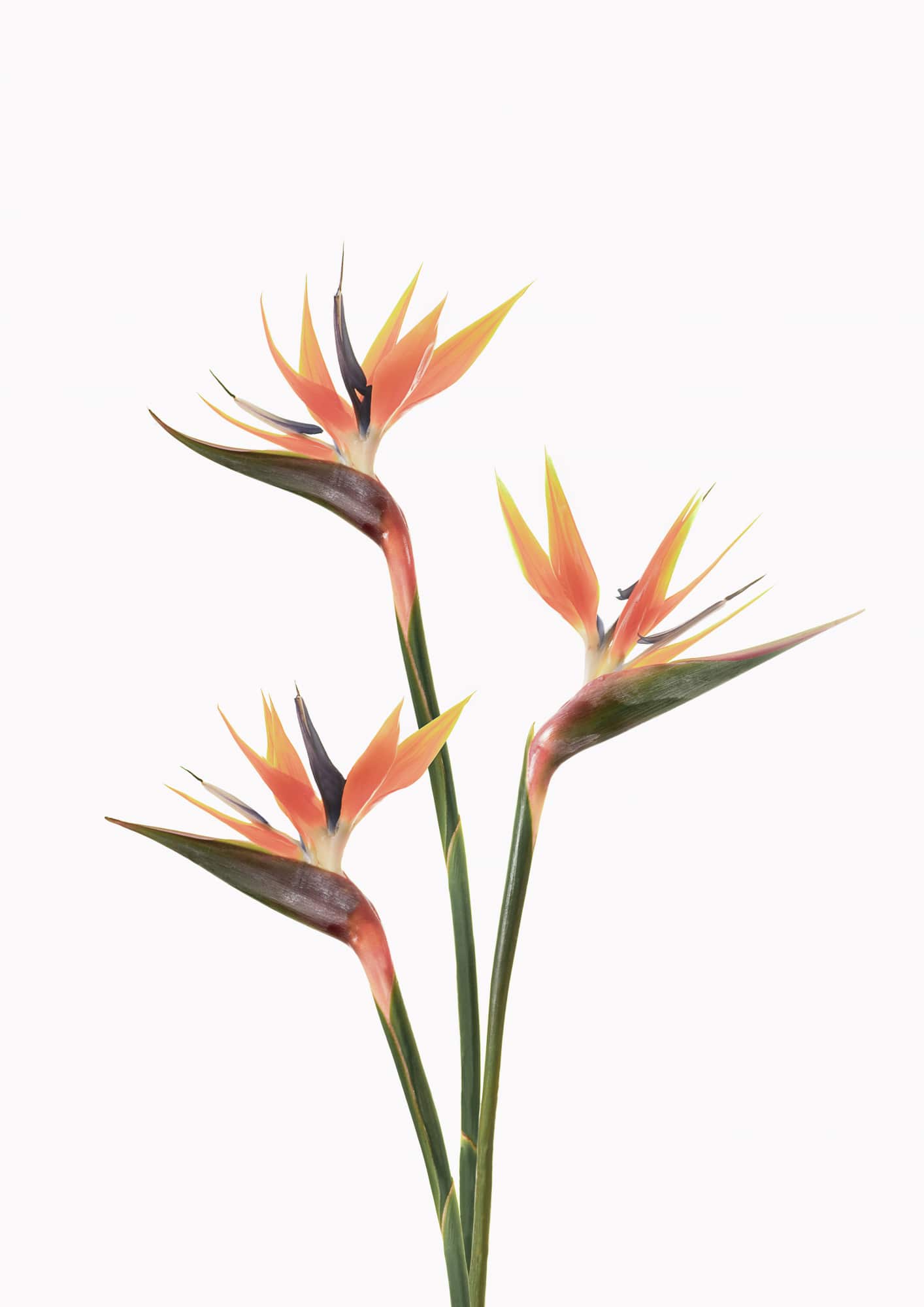 motive-image