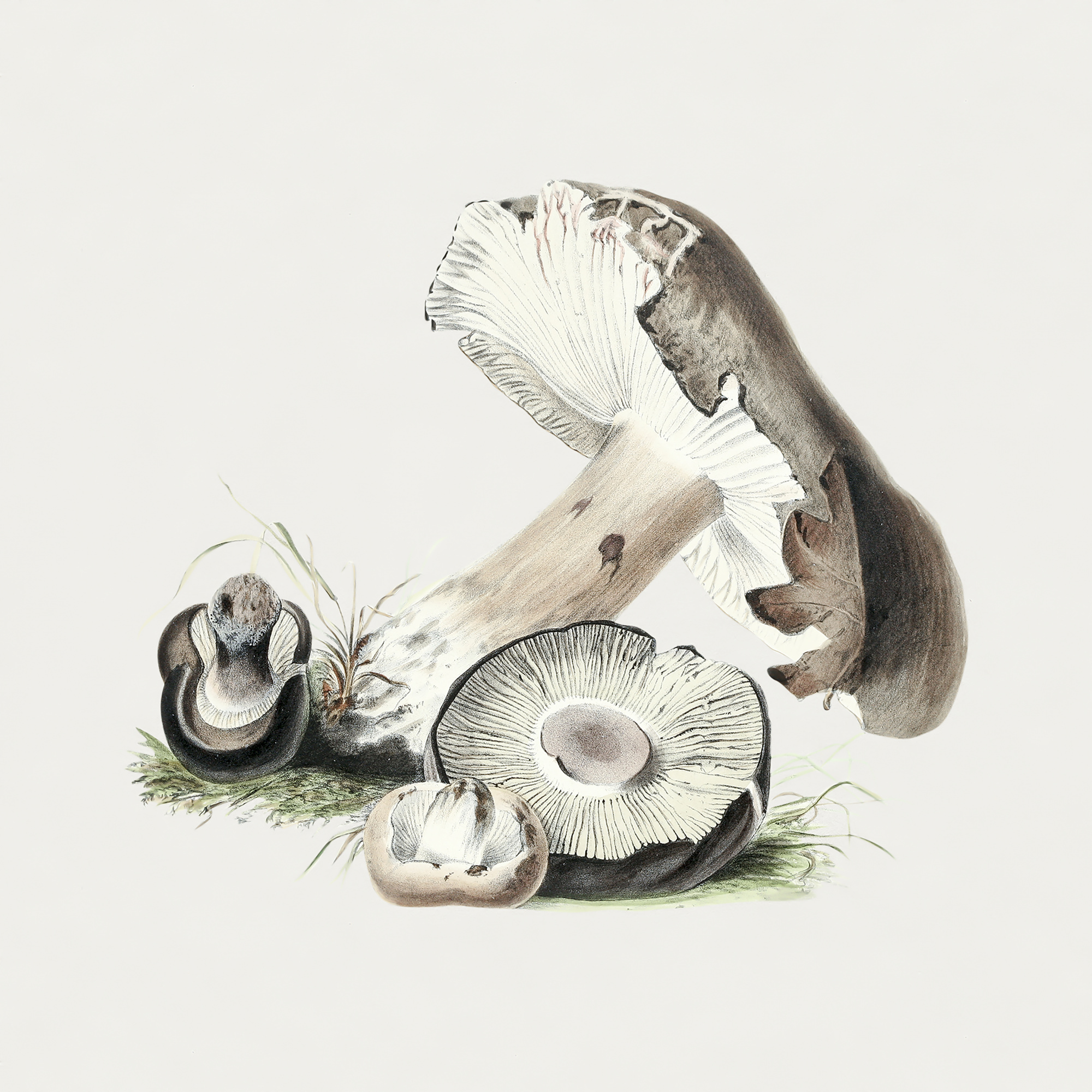 Vintage Mushrooms