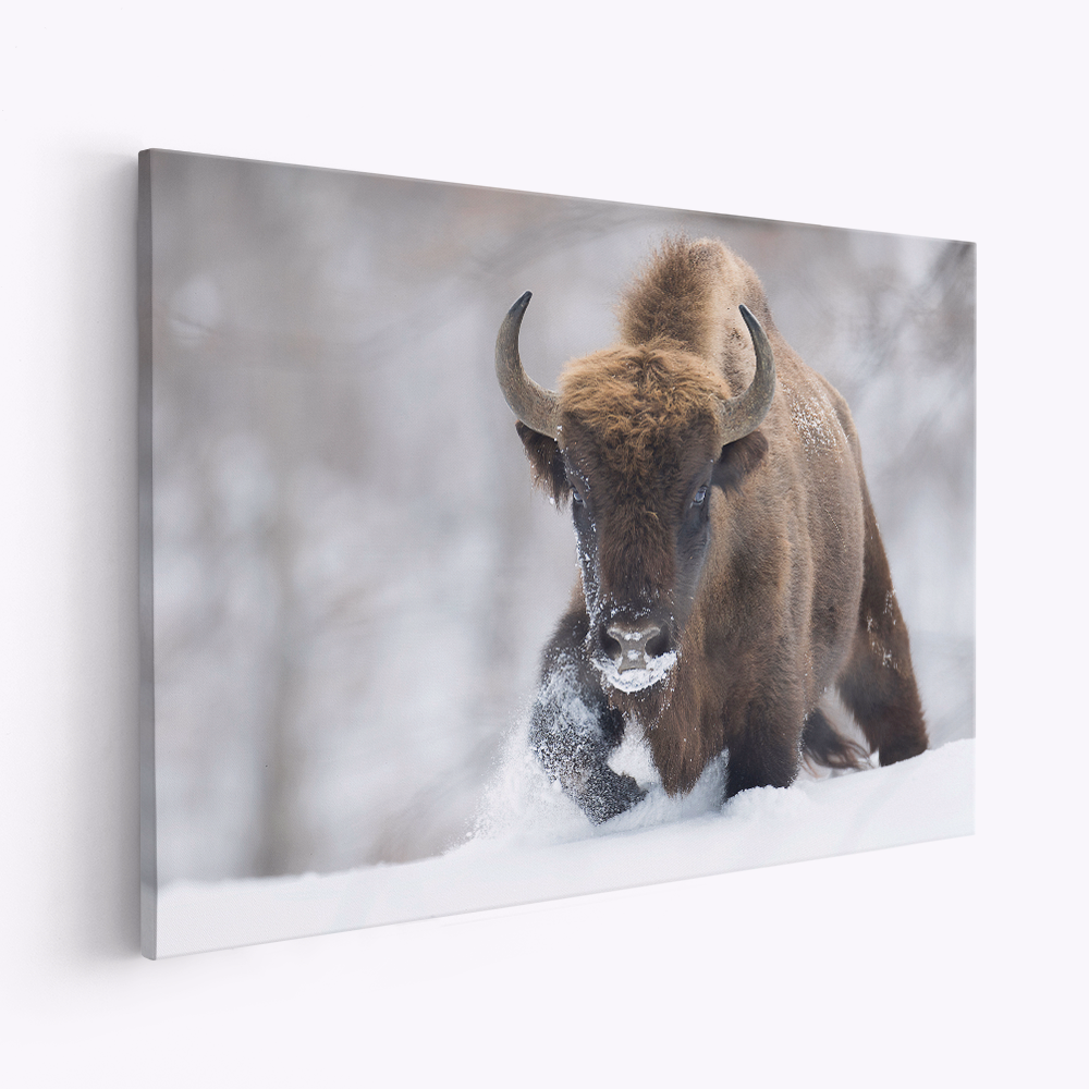 Canvas taulu - Rewilded