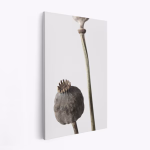 Canvas taulu - Dried Flower 5