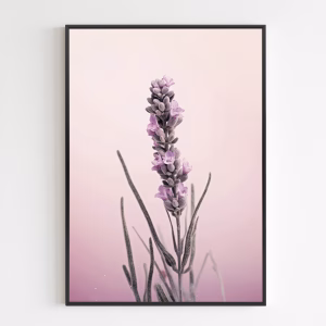 Juliste - Pastel Lavender