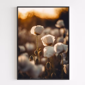 Juliste - White Poppy Field No 2