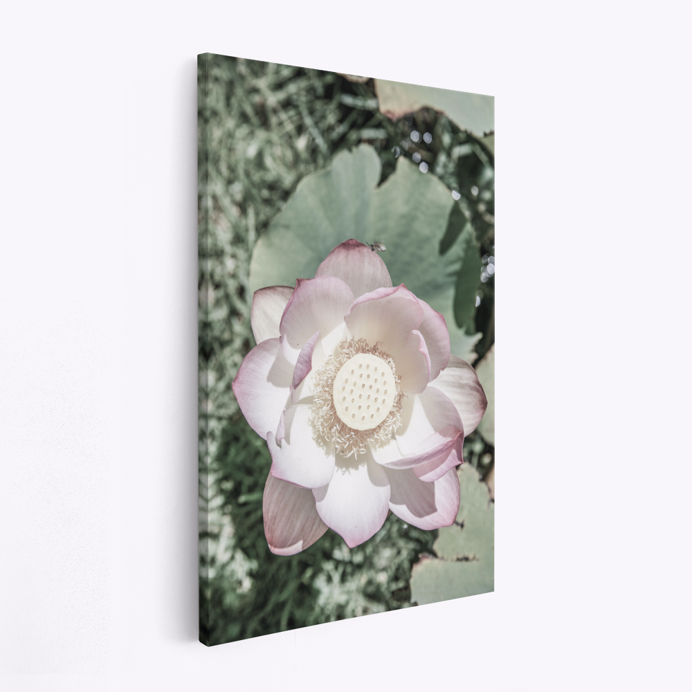 Canvas taulu - Lotus