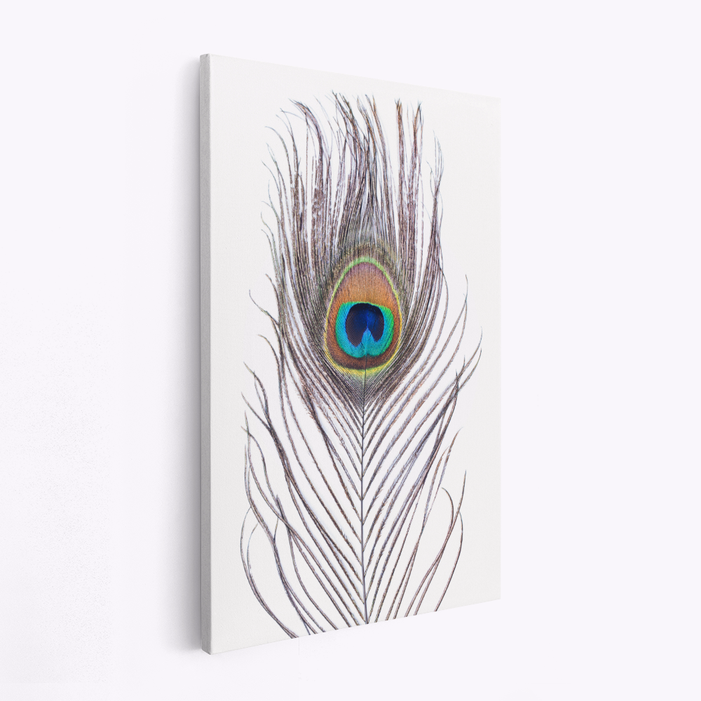 Canvas taulu - Peacock Feather