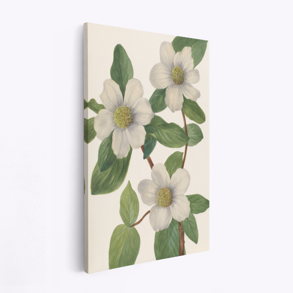 Canvas taulu - Pacific Dogwood