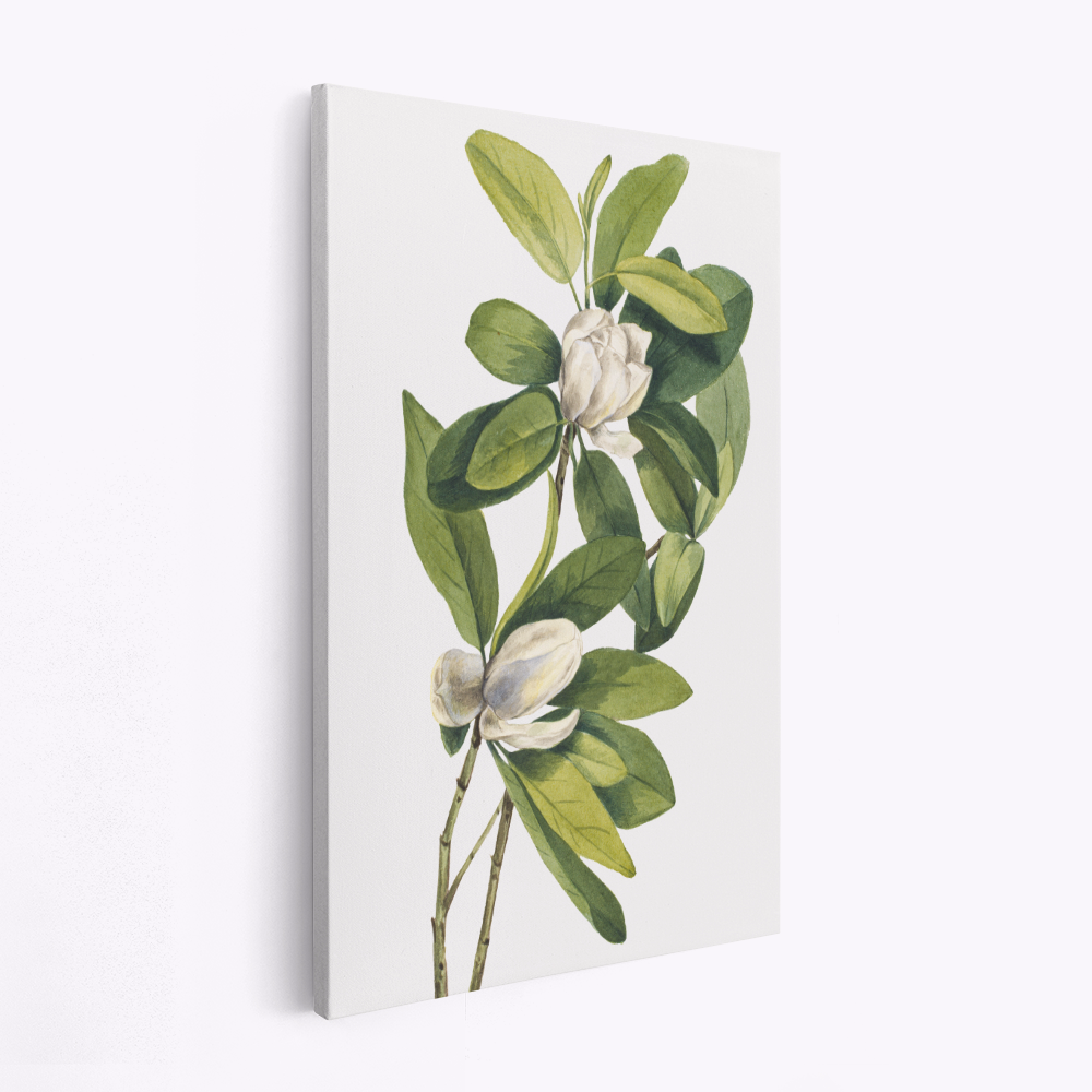 Canvas taulu - Swamp Magnolia (1918)