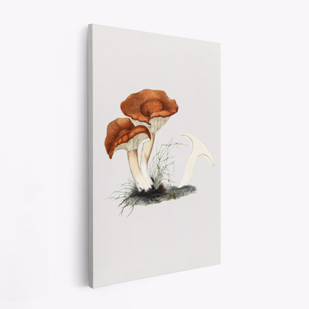Canvas taulu - Hand Drawn Rufous Milkcap Mushroom