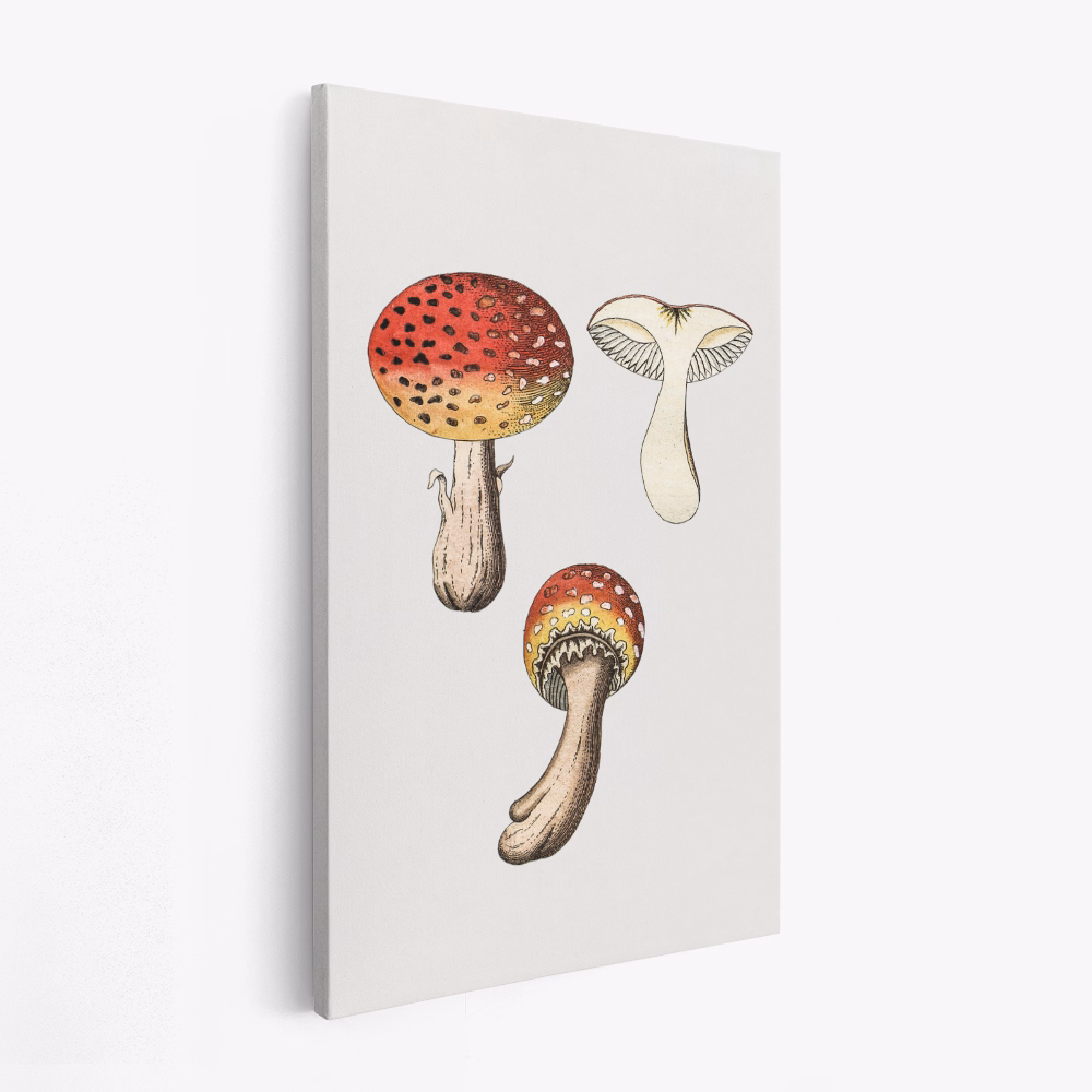 Canvas taulu - Hand Drawn Fly Agaric Mushroom