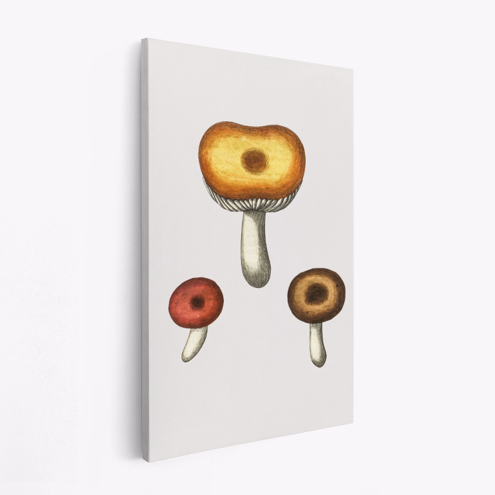 Canvas taulu - Hand Drawn Galerina Mushroom