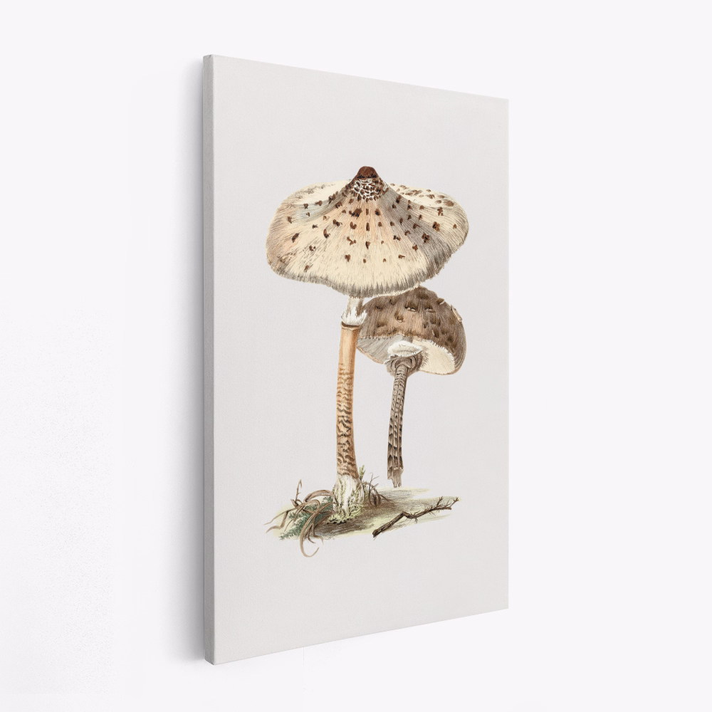Canvas taulu - Hand Drawn Parasol Mushroom