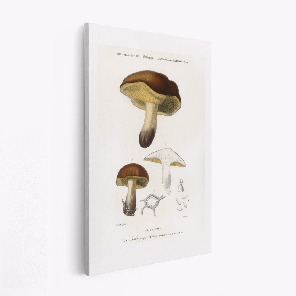 Canvas taulu - Mushroom (boletus Circinans)
