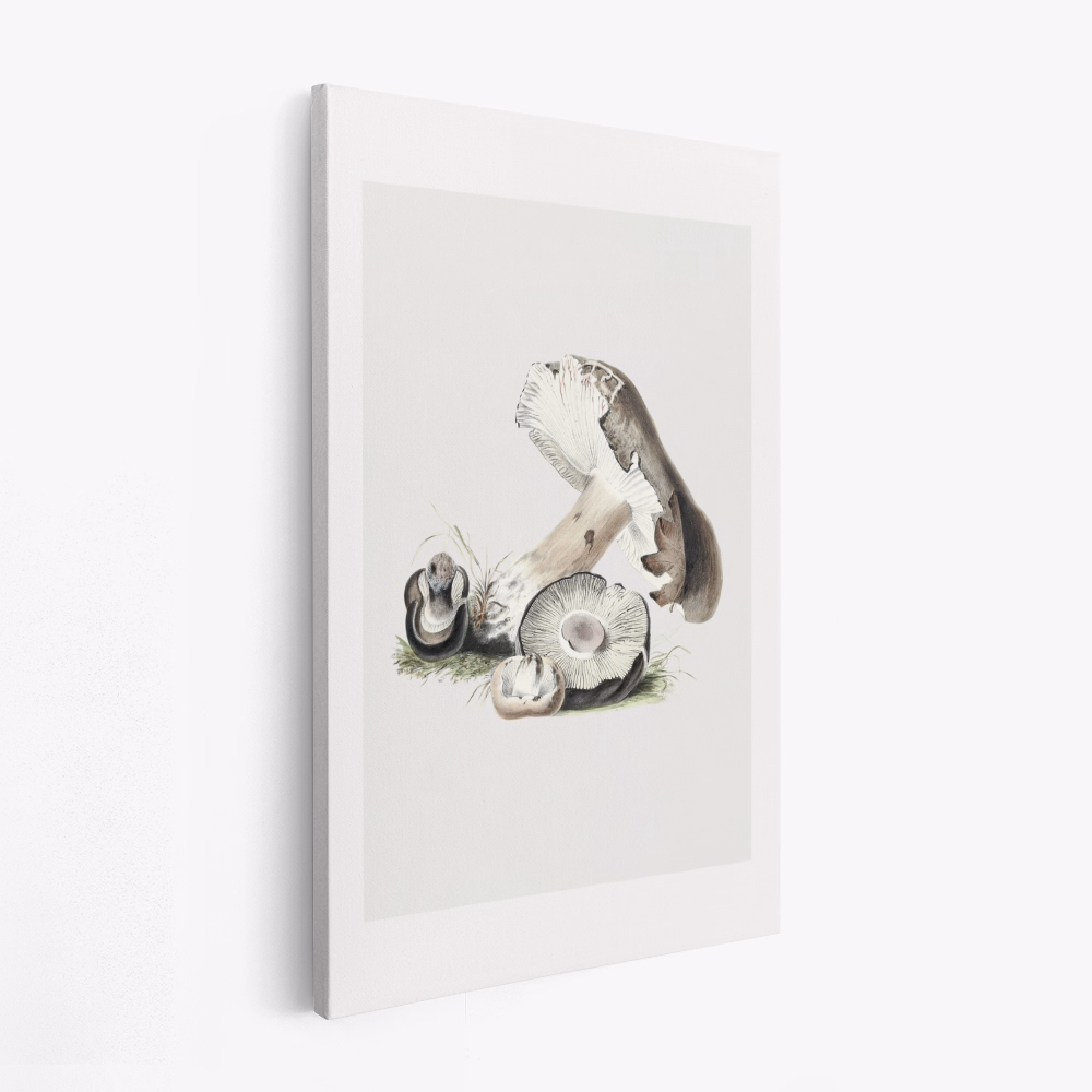Canvas taulu - Vintage Agaricus Augustus Mushroom 50x70