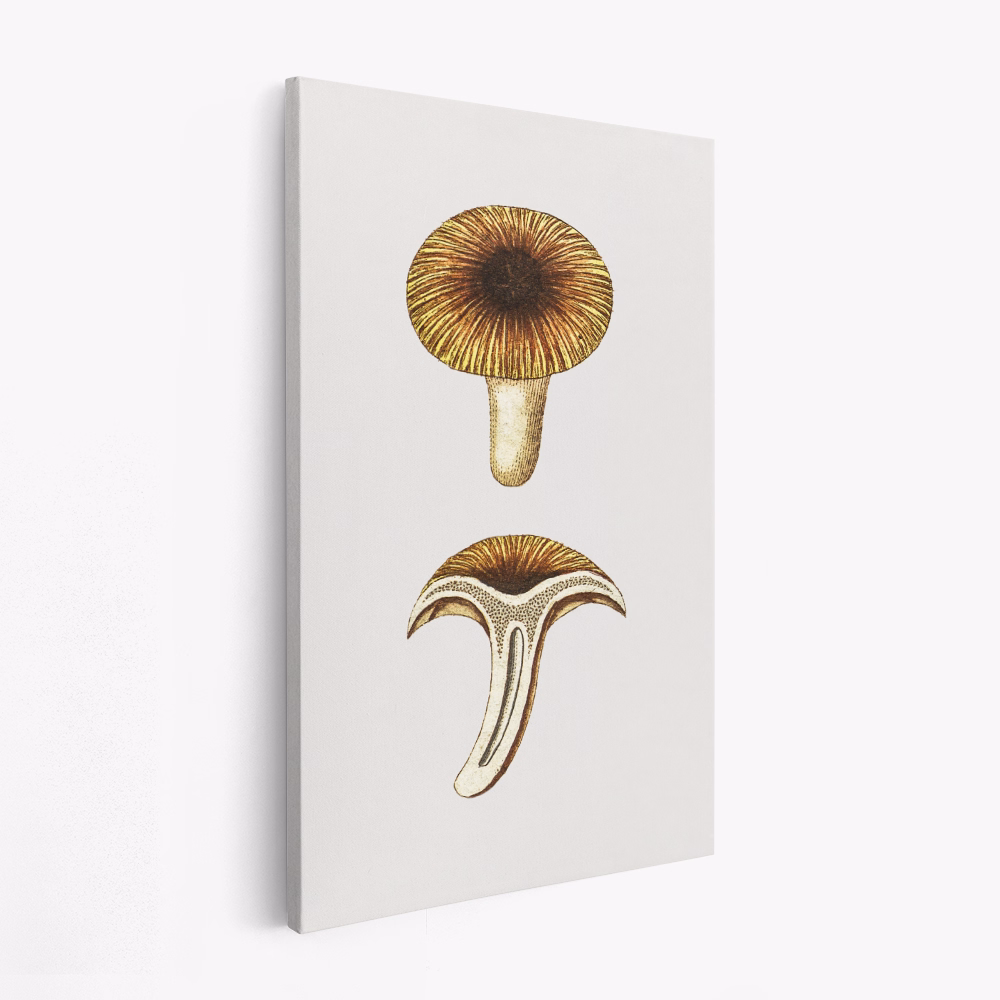 Canvas taulu - Vintage Chanterelles Edible Mushroom