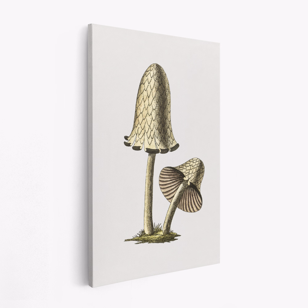 Canvas taulu - Vintage Inky Cap Edible Mushroom