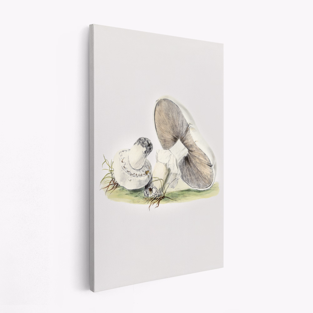 Canvas taulu - Hand Drawn Horse Mushroom Standing